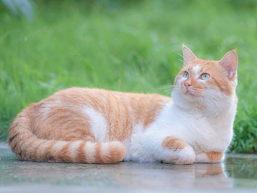 寻猫集96