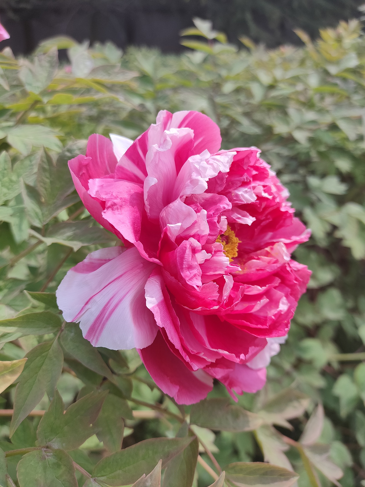 花开富贵 国色天香
