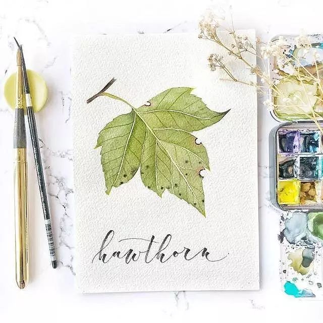 适合初学者临摹水彩素材—树叶（图ZMTY4NDc2ODc2） - 艺术插画 - 站酷设计师豚骨汤面原创素材 - 站酷ZCOOL