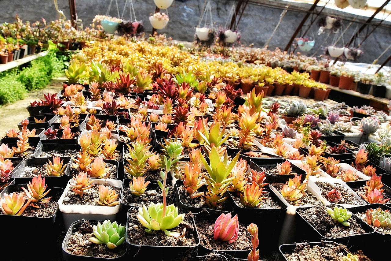 又是一大波多肉袭来