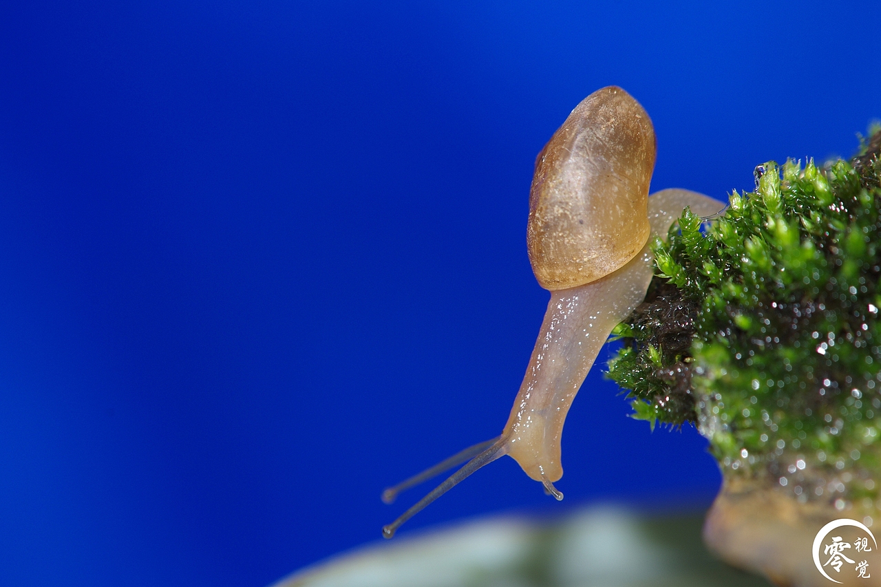 动物世界（图ZNDA1MDgyNTI=） - 宠物摄影 - 站酷设计师零视觉创意原创素材 - 站酷ZCOOL