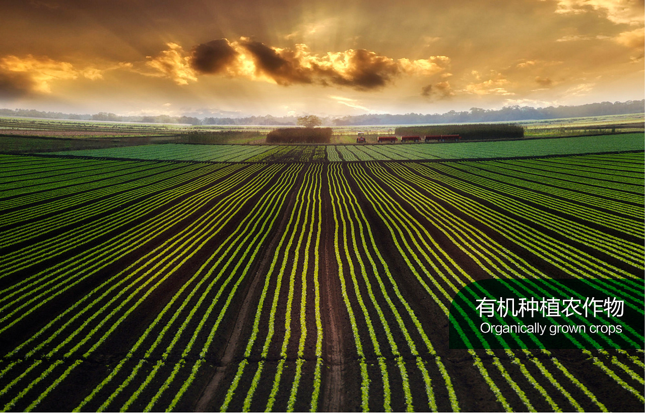 三主元植物油标志/包装设计