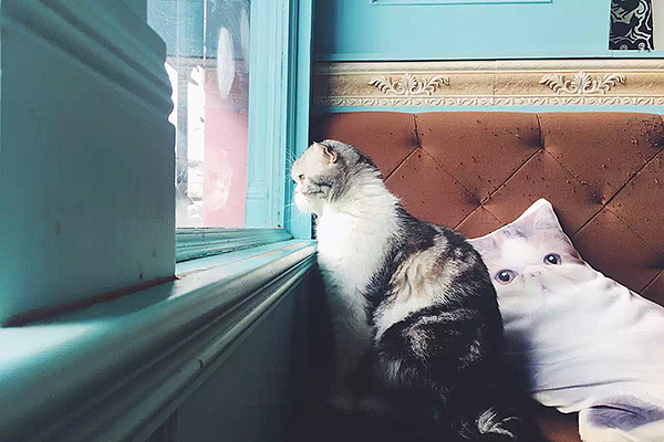 偏方: 榴莲配人妖