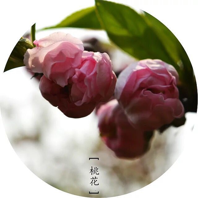 美丽的花儿看的我心花怒放（图ZMzg0NTUzMDA=） - 风光摄影 - 站酷设计师1252204415原创素材 - 站酷ZCOOL