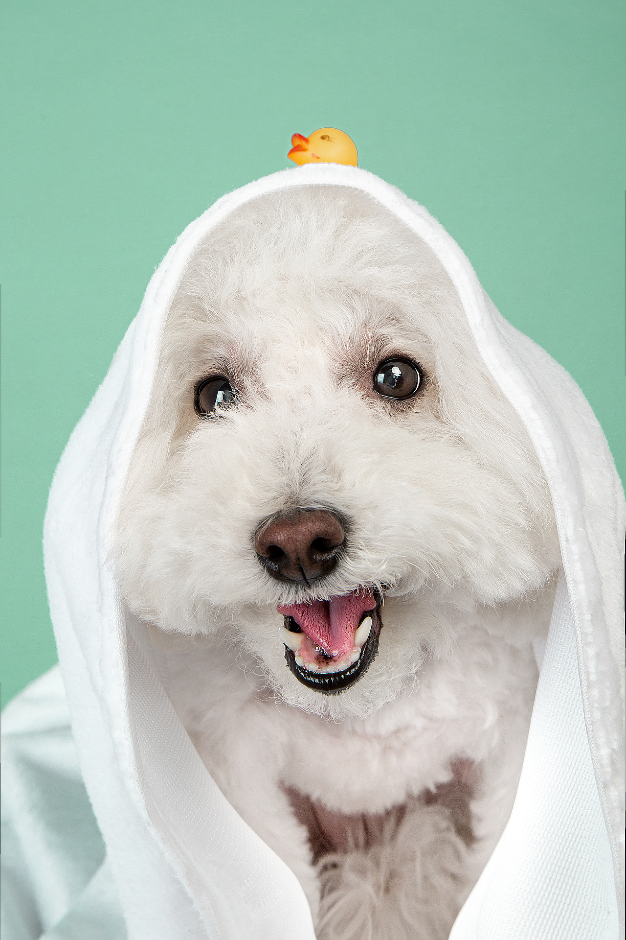 【動物照相館】合集