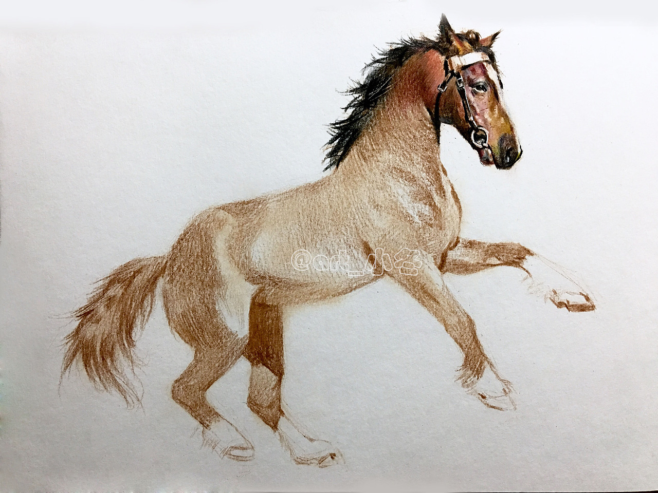 art_小冬彩铅作品《马不停蹄》,昨晚三小时示范!