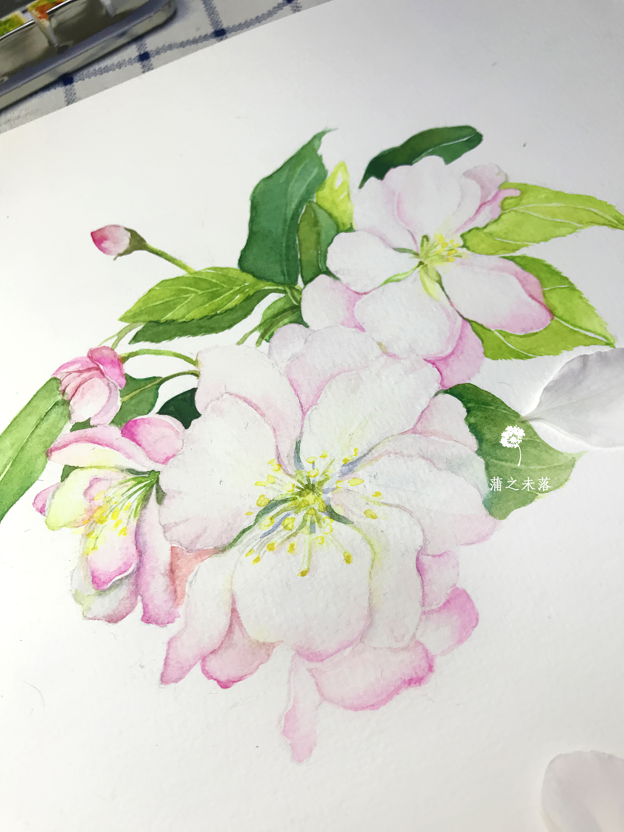 【从零学会画水彩】《西府海棠》花卉篇vol.