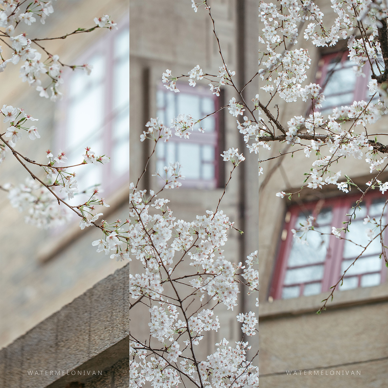 珞山樱（图ZMTA5NzUwMTg4） - 风光摄影 - 站酷设计师西瓜不要太郎原创素材 - 站酷ZCOOL