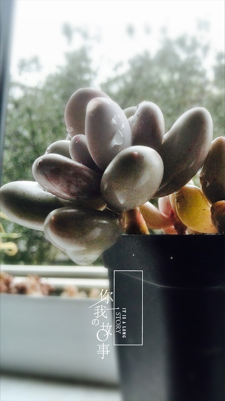 多肉植物（图ZNDIzMTMyMDA=） - 产品摄影 - 站酷设计师羊羊驼驼原创素材 - 站酷ZCOOL