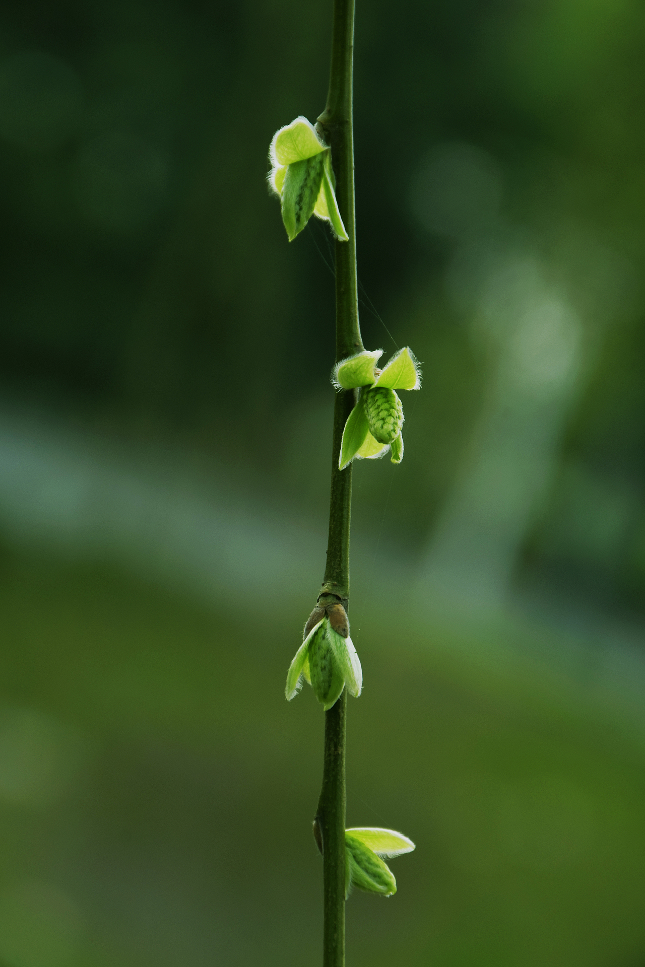 江南柳绿（图ZMTk3NDc3ODAw） - 风光摄影 - 站酷设计师Z03188214原创素材 - 站酷ZCOOL