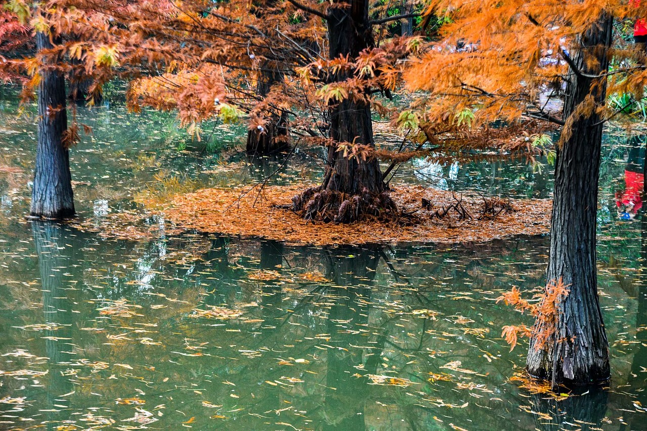 夕阳无限好,人间重晚情。