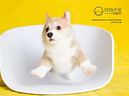 狗