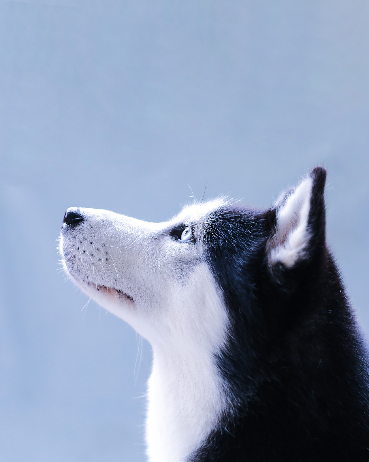 宠物摄影 l 哈士奇tutu