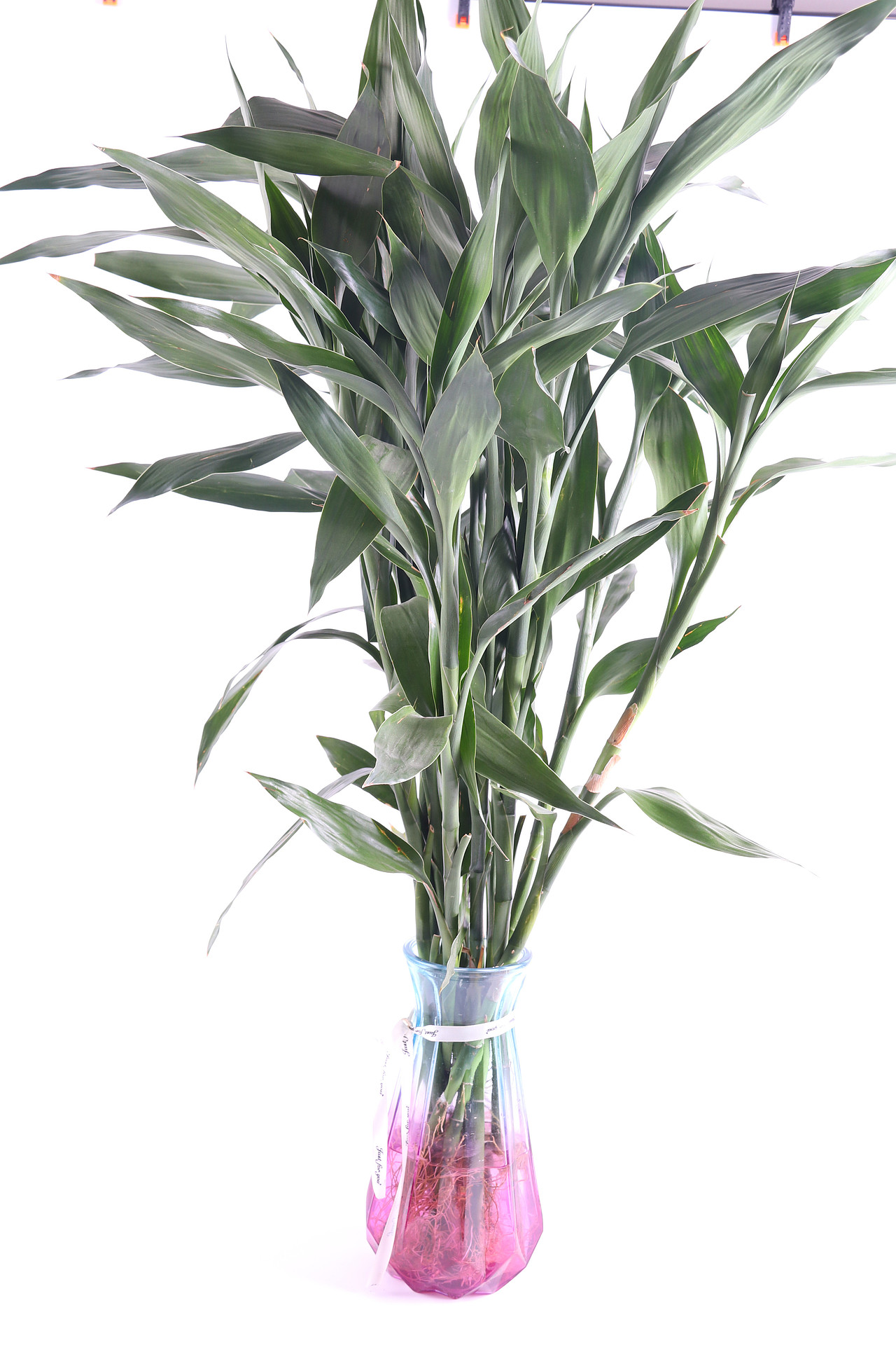B10鲜花园艺\C05-花瓶花盆花架\V01玻璃花瓶X1（图ZMjU1NzY4OTM2） - 产品摄影 - 站酷设计师图海网原创素材 - 站酷ZCOOL