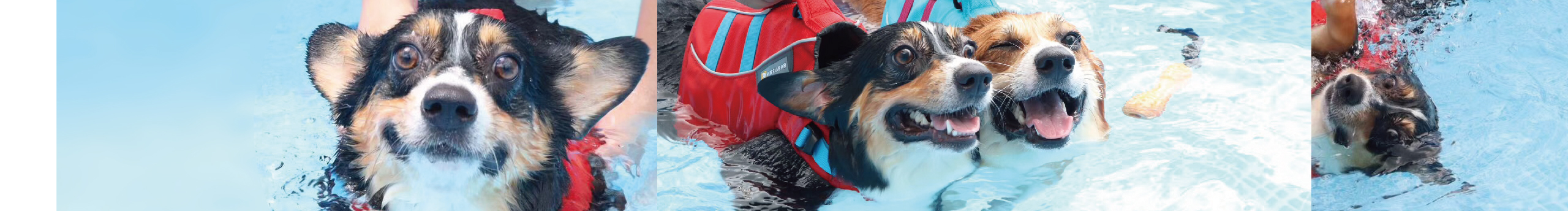 Fitcorgi的个人主页（封面预览） - 主页封面设置 - 站酷设计师Fitcorgi原创素材 - 站酷ZCOOL