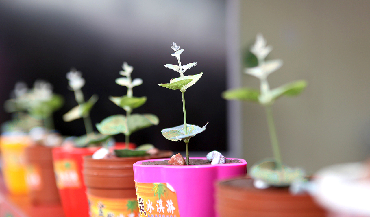 【漫步鼓浪屿】还记得我嘛?