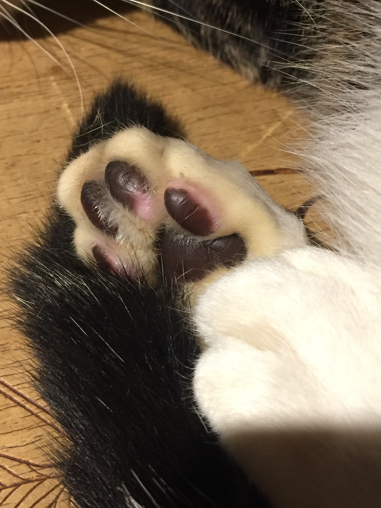 《猫空》（图ZMTE1NDc3Mjky） - 绘画 - 站酷设计师曦色原创素材 - 站酷ZCOOL