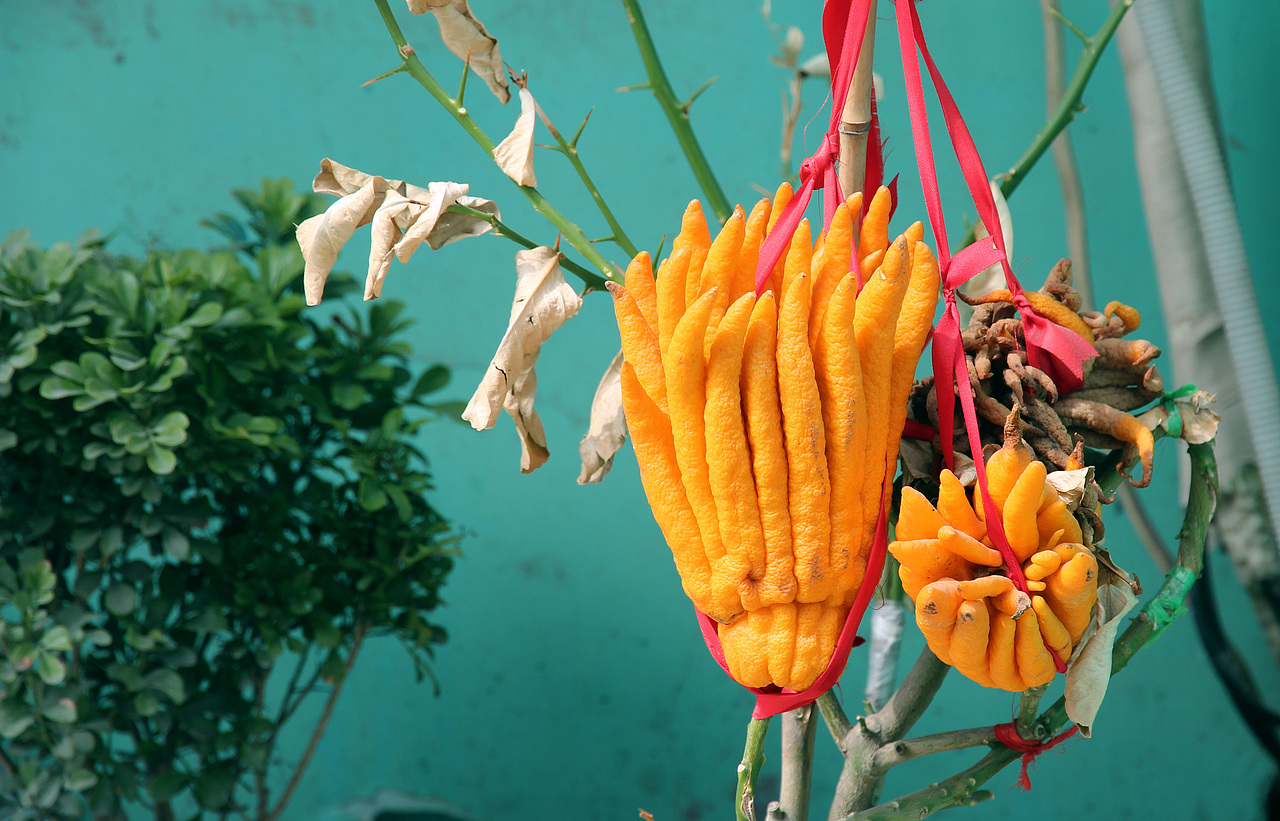 佛手（图ZMjA0NzUxODE2） - 产品摄影 - 站酷设计师风陵师太原创素材 - 站酷ZCOOL