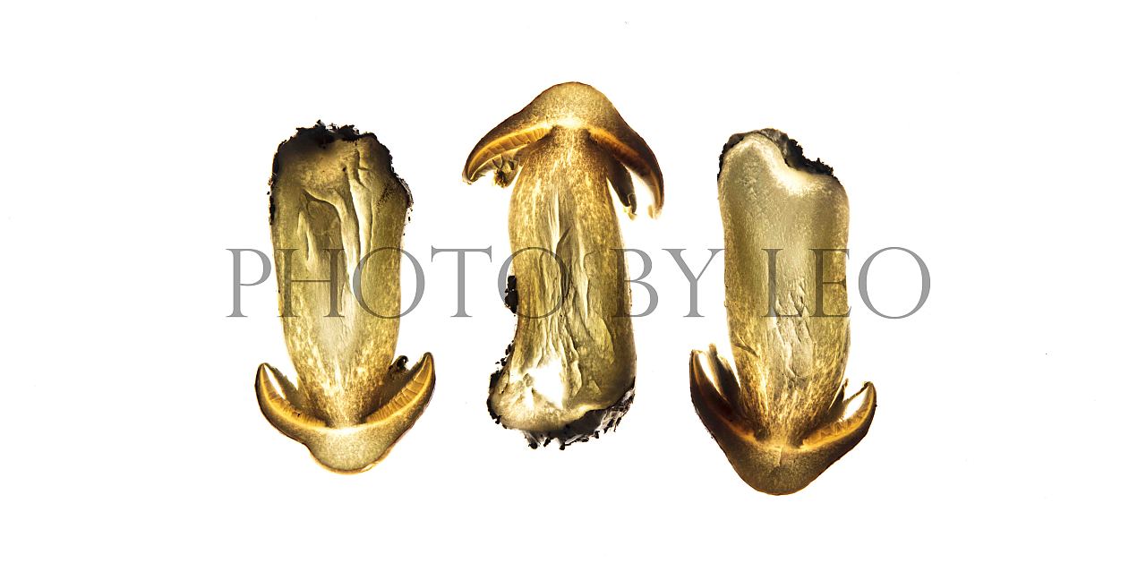 Vegetables（圖ZNjk3MTQ4NzI=） - 產(chǎn)品攝影 - 站酷設(shè)計師李揚isleo原創(chuàng)素材 - 站酷ZCOOL