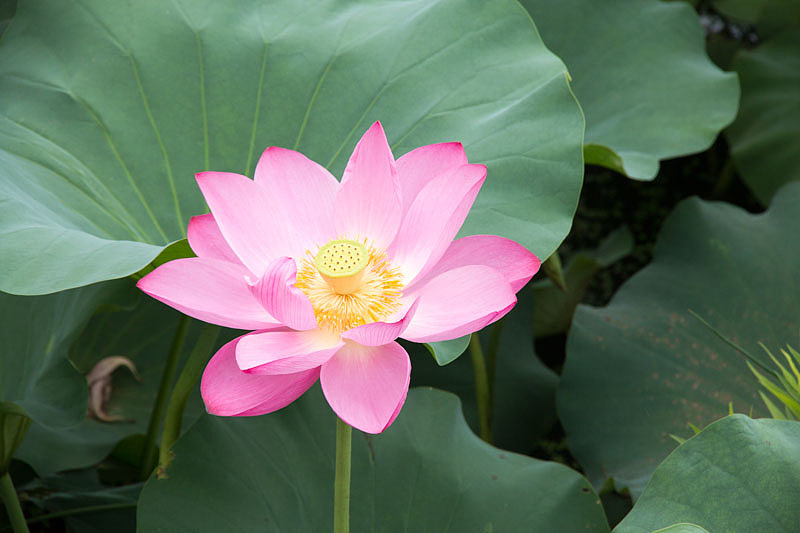 荷花——古猗园