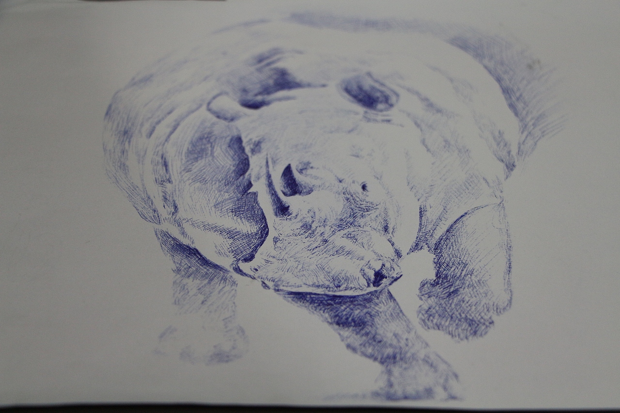 早期临摹的一幅犀牛