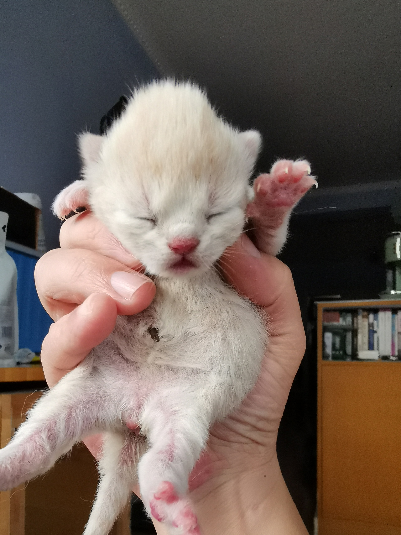 沐米猫舍英短编号112英短纯乳色五粉橘猫