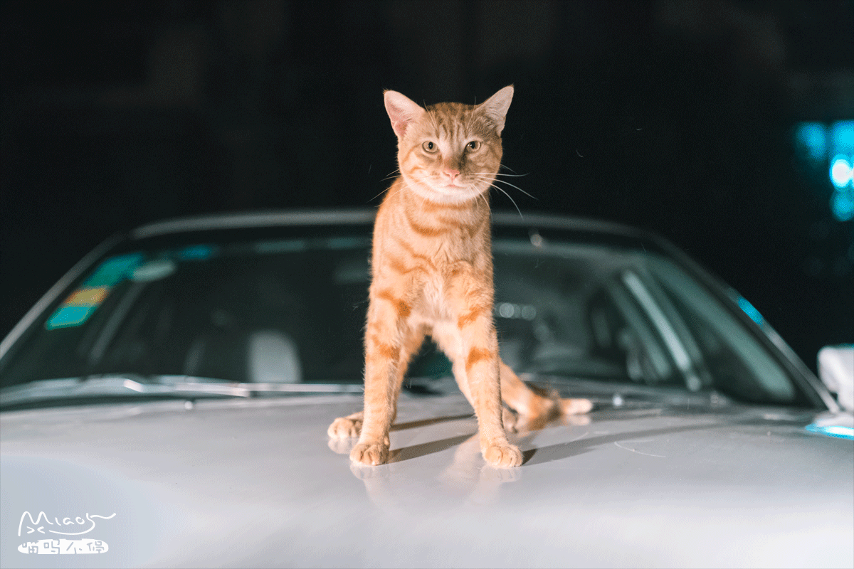 来,跟着节奏摇起来,苍茫的天涯是我的爱~