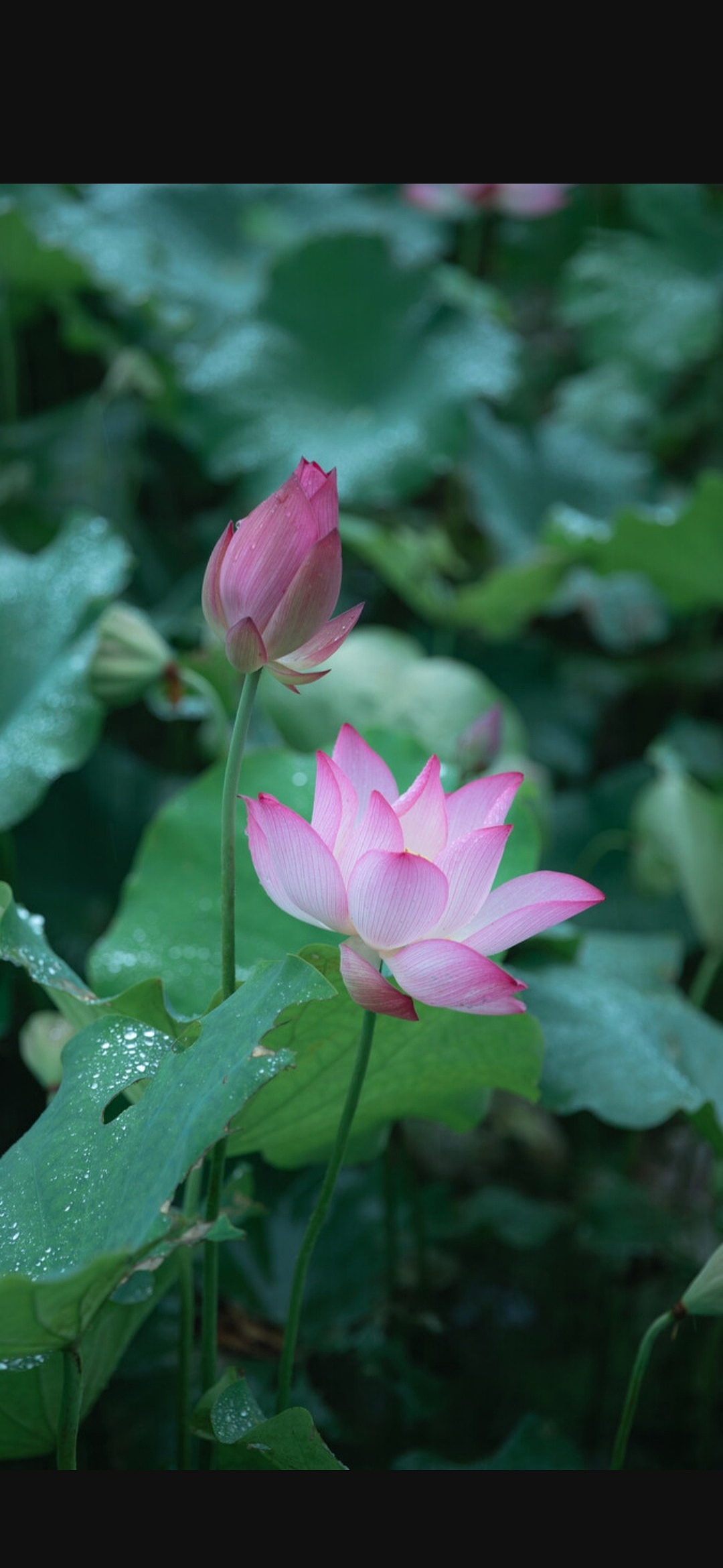 雨中荷花|摄影|静物|sting2045 - 原创作品 - 站酷 (zcool)