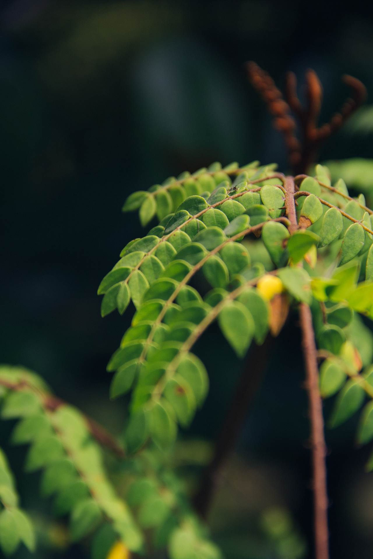 上海植物园|摄影|生态|速美 - 原创作品 - 站酷 (zcool)