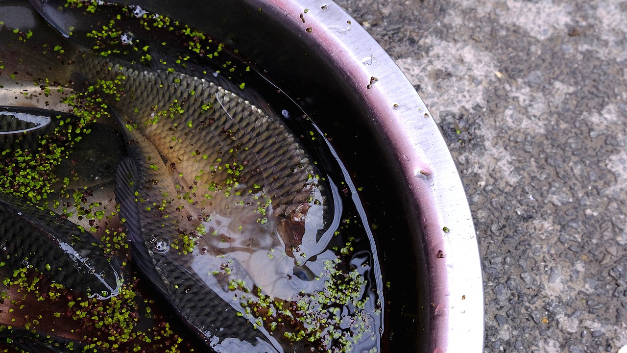 贵州年味~双味稻花鱼