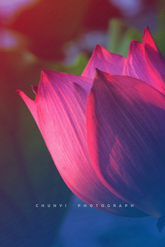 【2023年 / 第15年拍荷 / 荷有四季，常乐我净】（图ZMzYxMzc2MDQ0） - 时尚/艺术摄影 - 站酷设计师Chunyi纯一原创素材 - 站酷ZCOOL