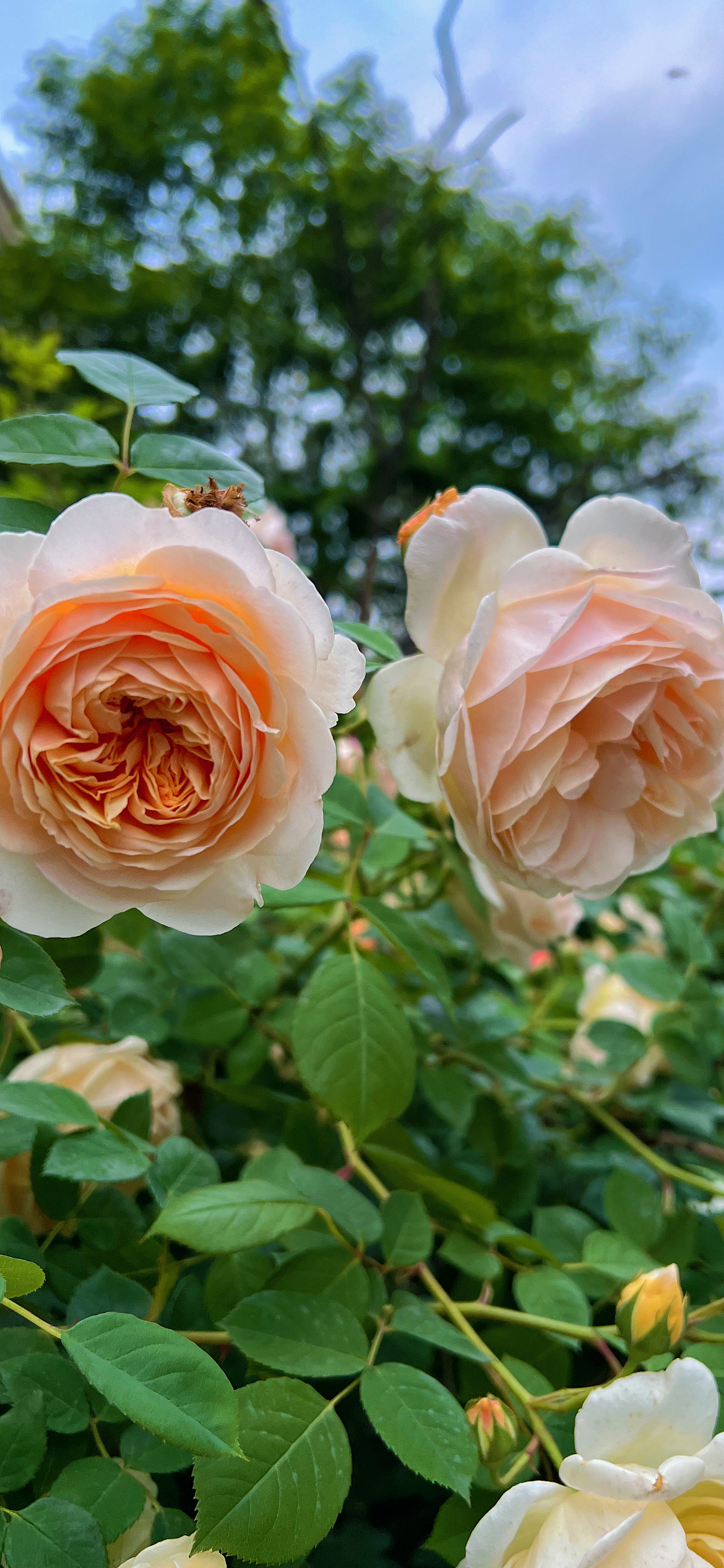 五一小长假——虽然只有一天（图ZMzM5NTc0Mjg0） - 风光摄影 - 站酷设计师小狮子呀嘿原创素材 - 站酷ZCOOL