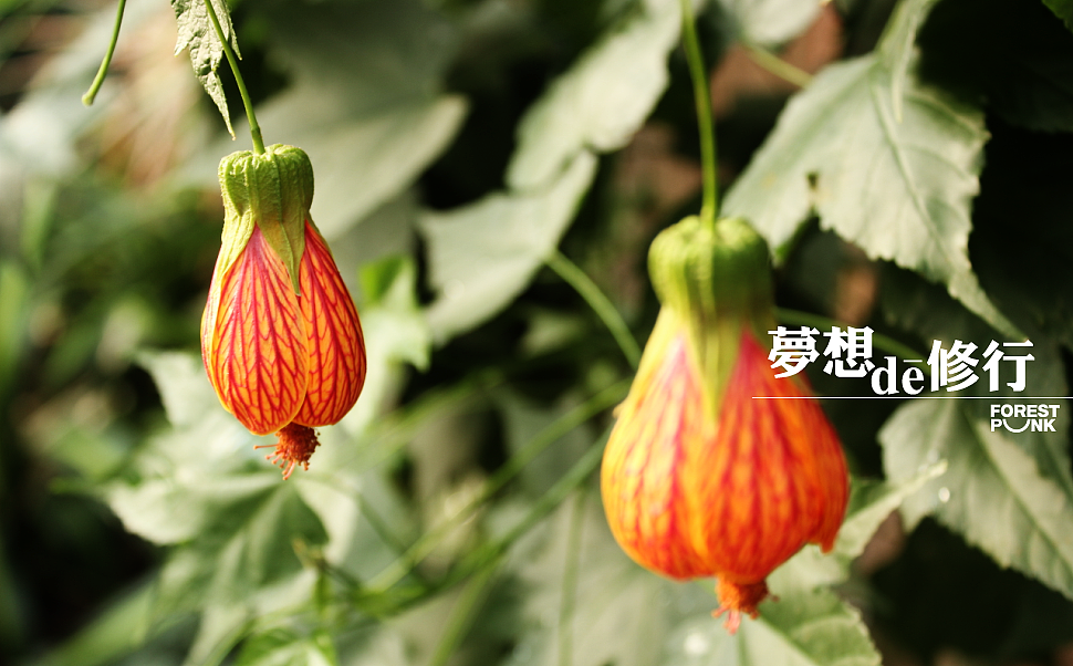 梦想de修行 系列之初起（图ZODA1OTY3Mg==） - 绘画 - 站酷设计师自由的猞猁原创素材 - 站酷ZCOOL