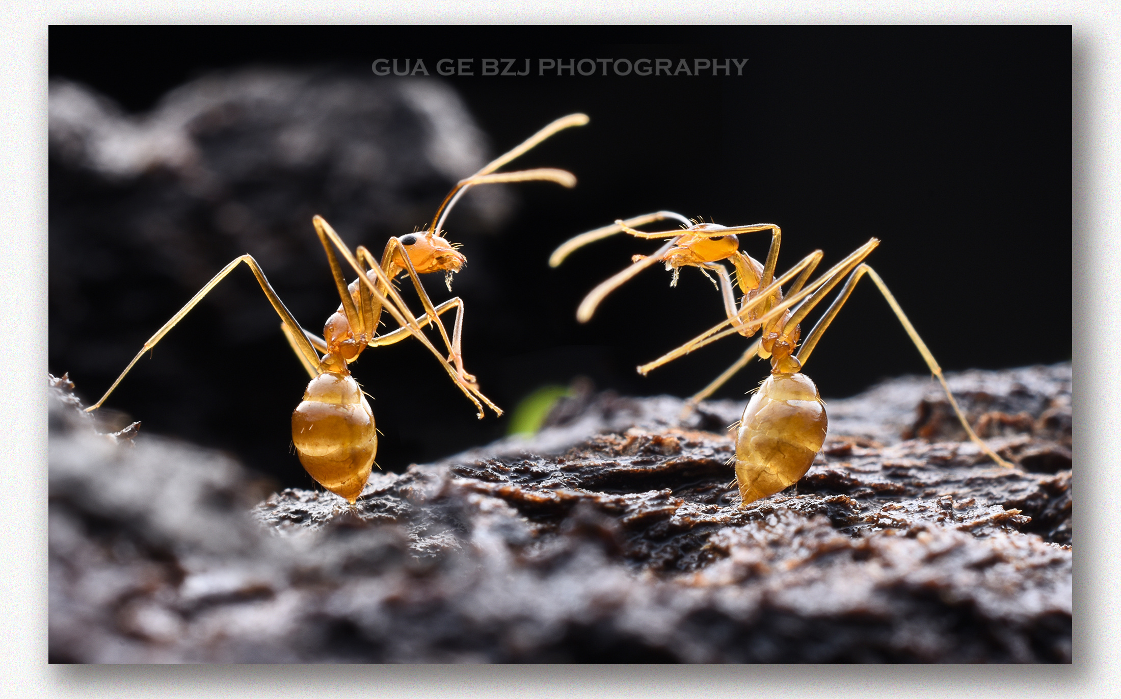 微观世界-在小的生命也有灵性