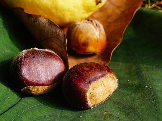 水果攝影（個人主頁-ZNDczMTE2NzY=） - 產(chǎn)品攝影 - 站酷設(shè)計師Z75671391原創(chuàng)素材 - 站酷ZCOOL