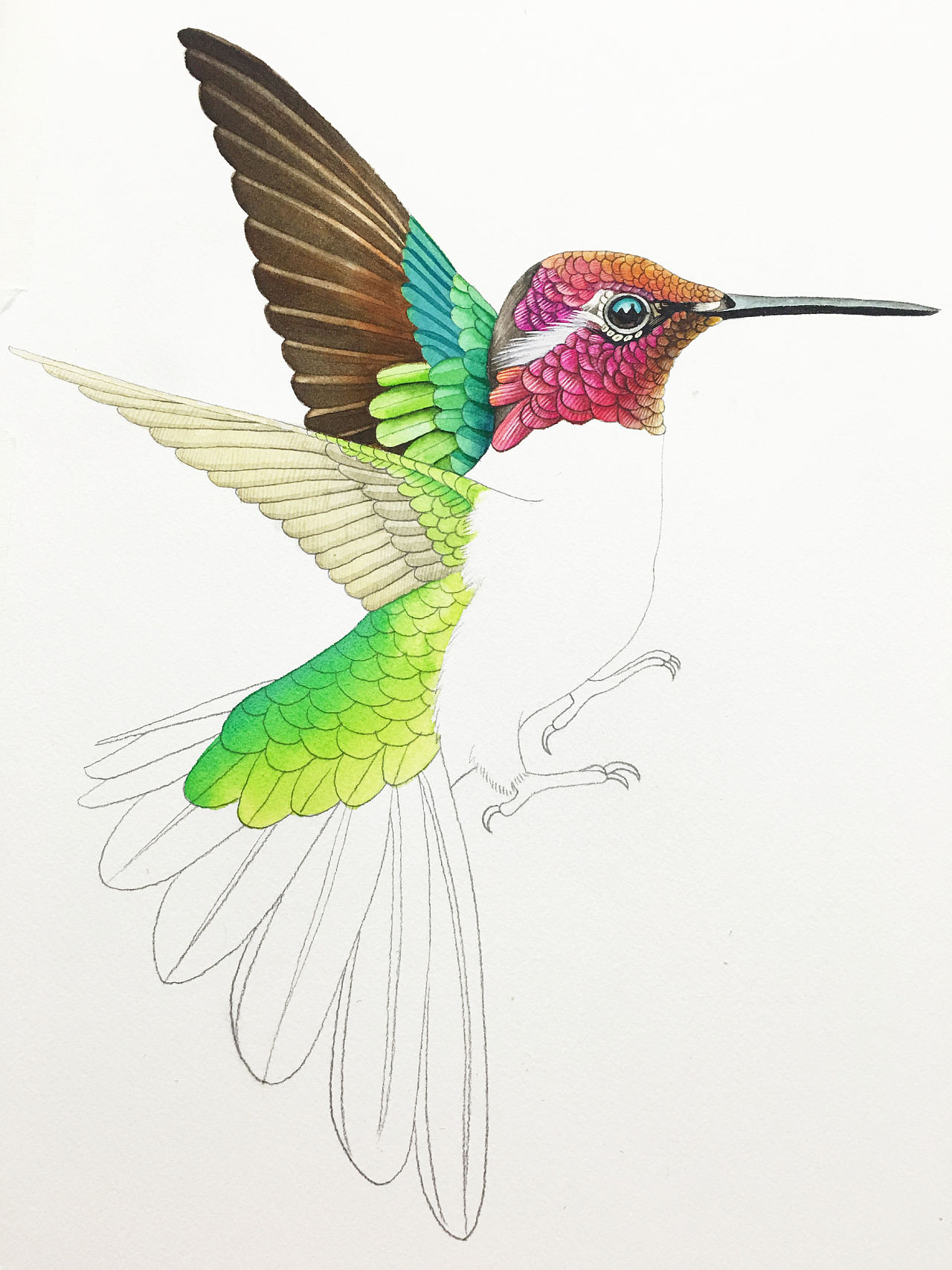 一组水彩蜂鸟插画