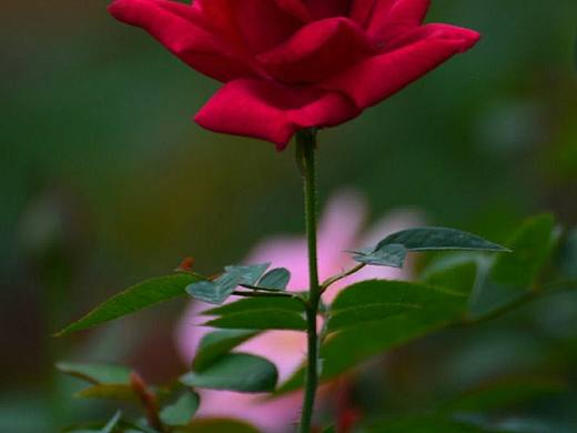 色彩搭配合理，更显亮丽花朵。