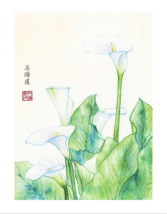 马蹄莲