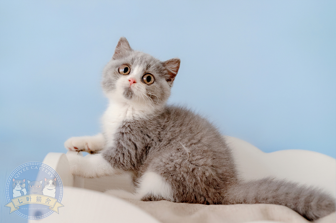英国短毛猫宠物猫摄影,七叶猫舍