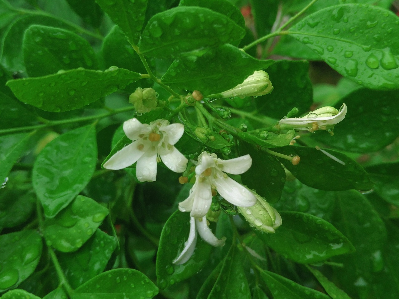 植物的秘密 似贝壳 似莲花 似绣球（图ZODgzNTk5OTY=） - 产品摄影 - 站酷设计师阿崔啊miss原创素材 - 站酷ZCOOL