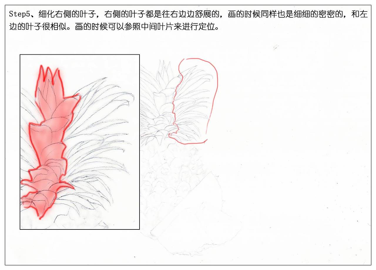 【驴大萌彩铅】手绘24节气水果图鉴 谷雨菠萝