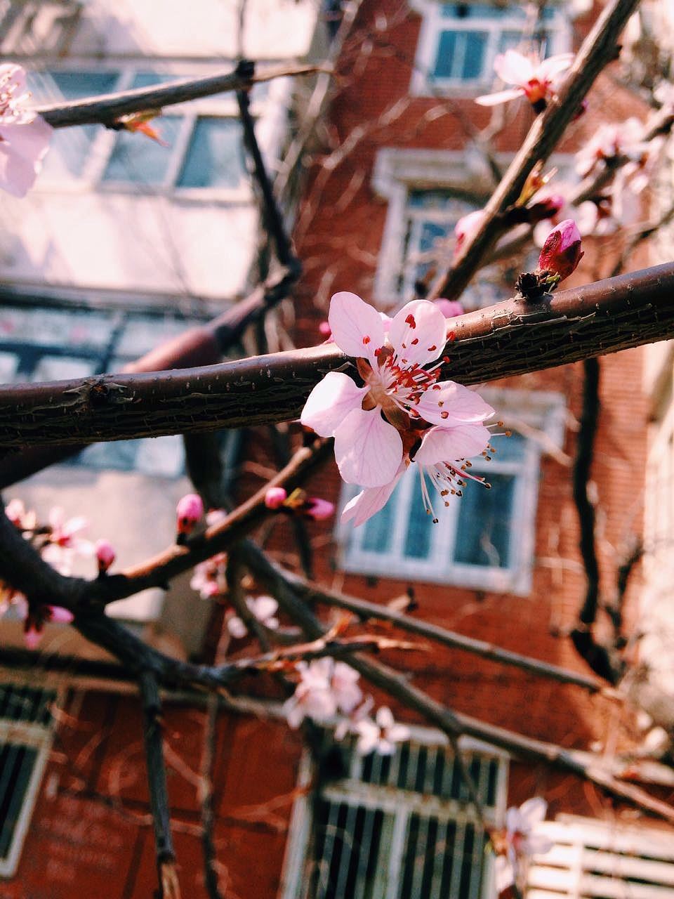 #随手拍#春天我们来遛鹿啊