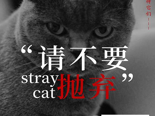 关注流浪动物,给它们一个温馨的家