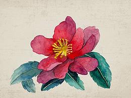 二十四节气之[冬 花]