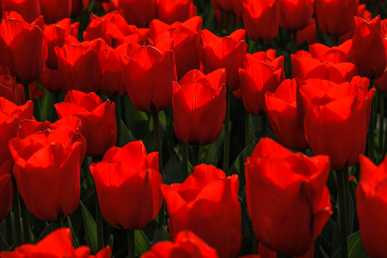 郁金香（图ZMTQ5MDY5MzU2） - 风光摄影 - 站酷设计师Tenfey原创素材 - 站酷ZCOOL