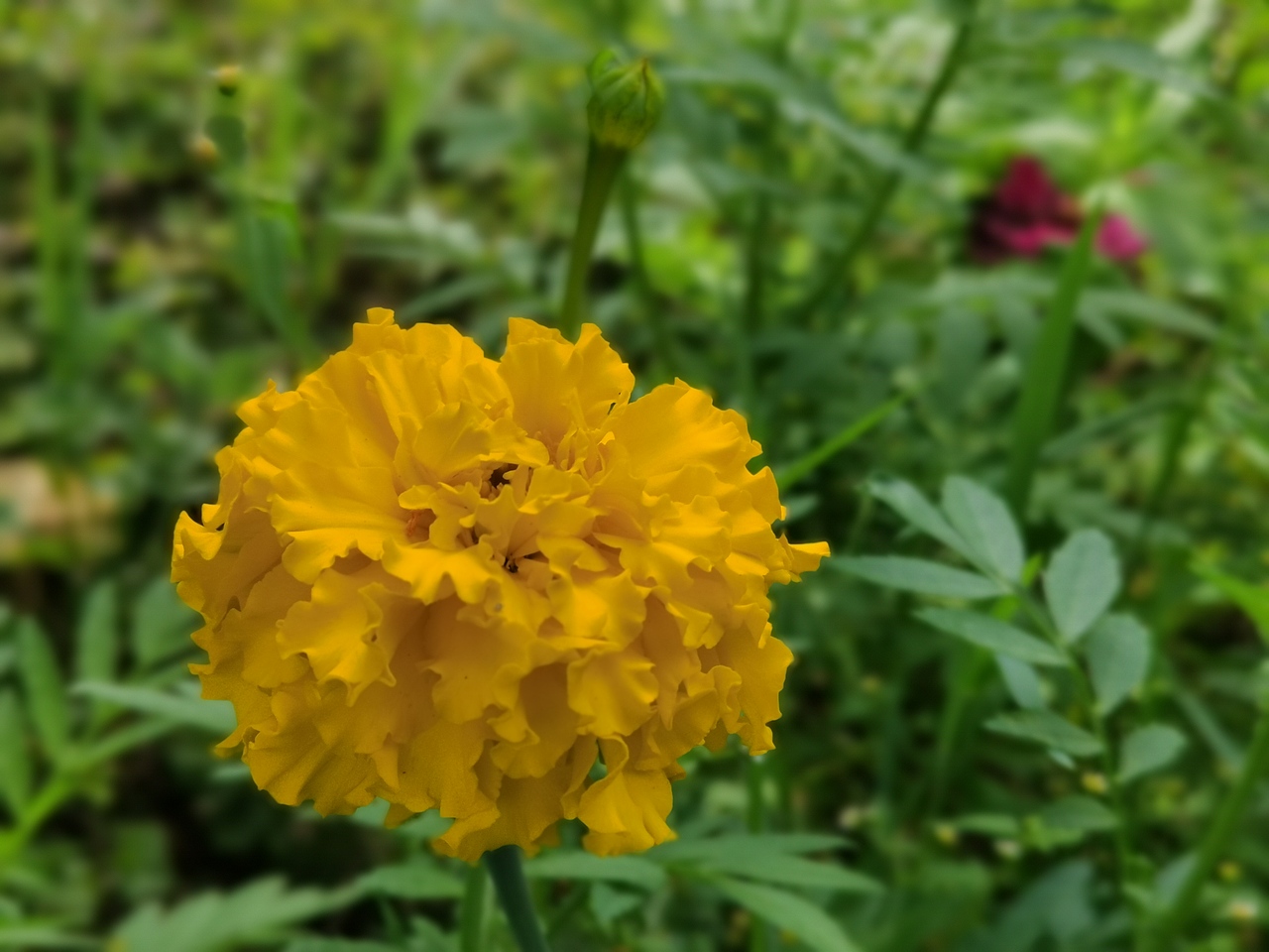 野菊（图ZMjYwNDE2ODA0） - 风光摄影 - 站酷设计师南蛮文子原创素材 - 站酷ZCOOL