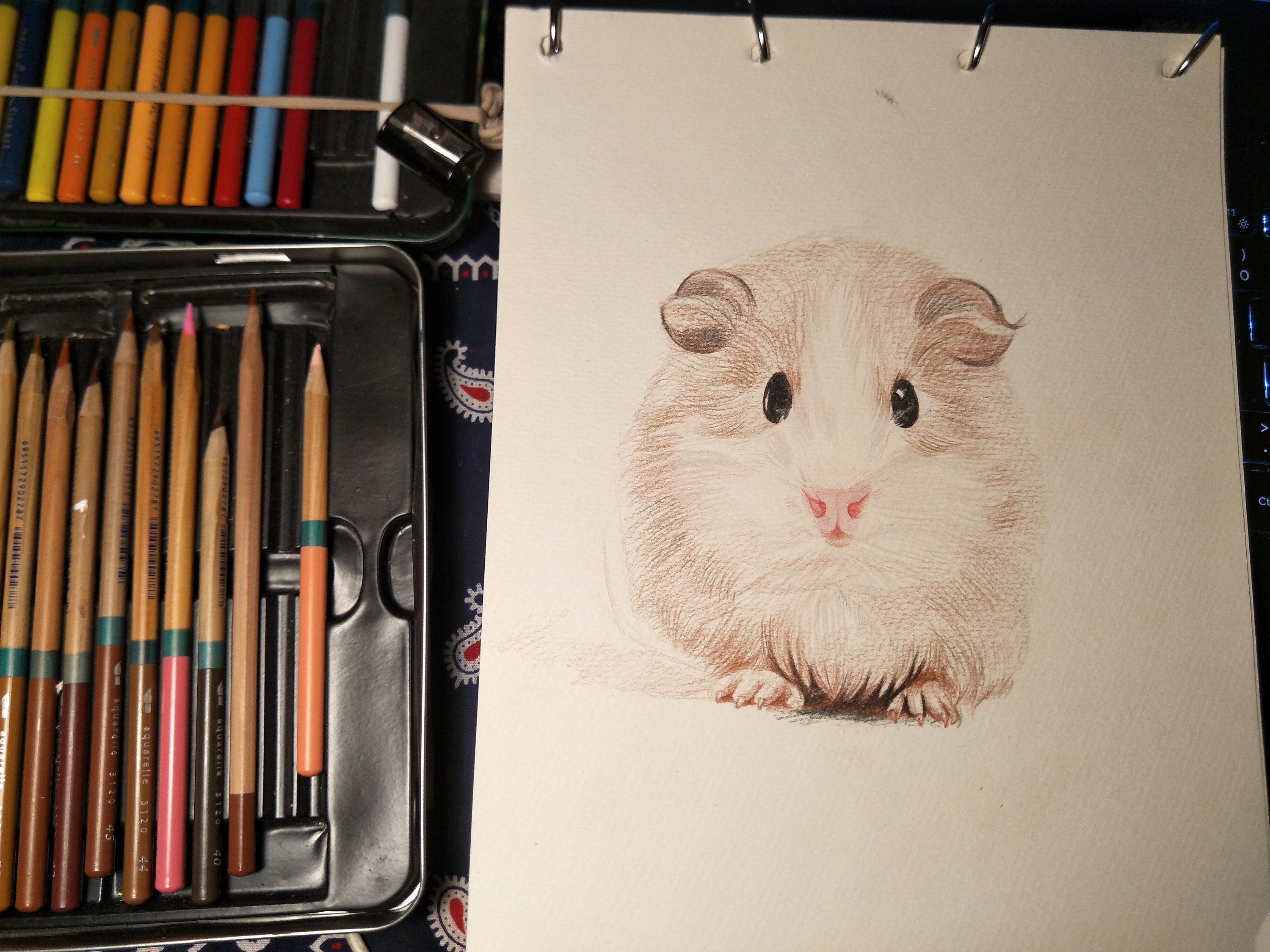 荷兰猪 彩铅|插画|绘本|爱上台阶下的猫 - 原创作品 - 站酷 (zcool)