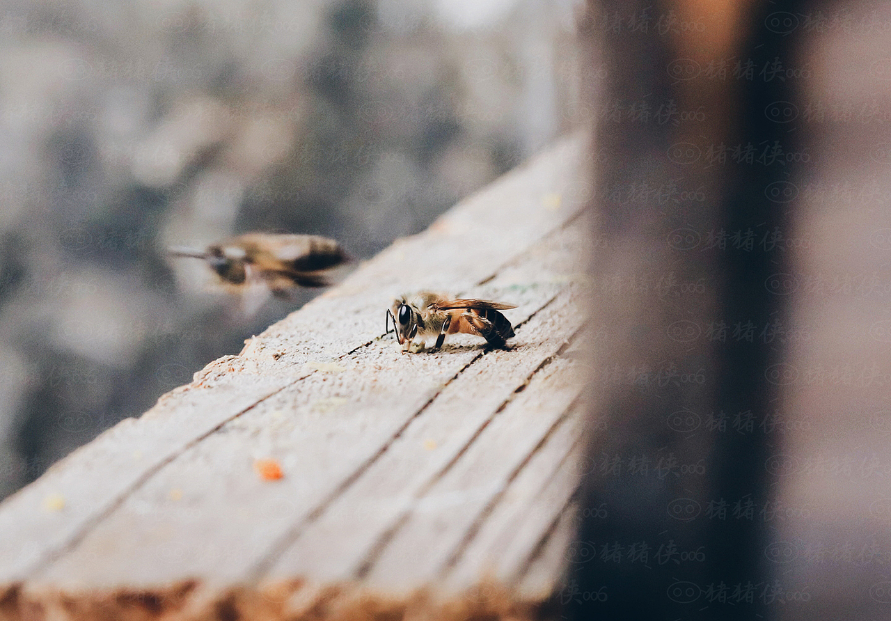 动物之美-蜜蜂（图ZMjYwNTA2NzU2） - 风光摄影 - 站酷设计师咩咩设计工作室原创素材 - 站酷ZCOOL