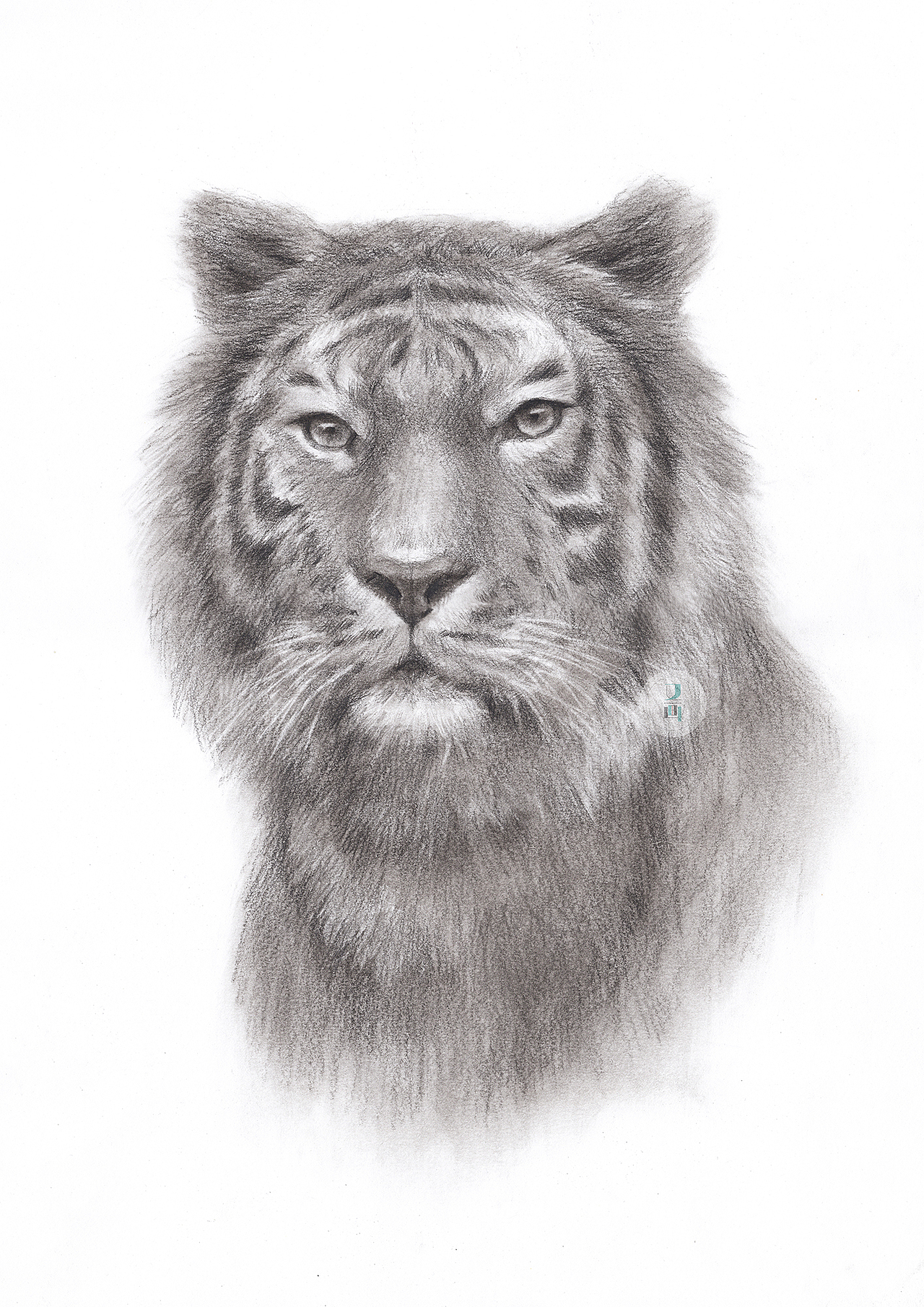 素描——老虎