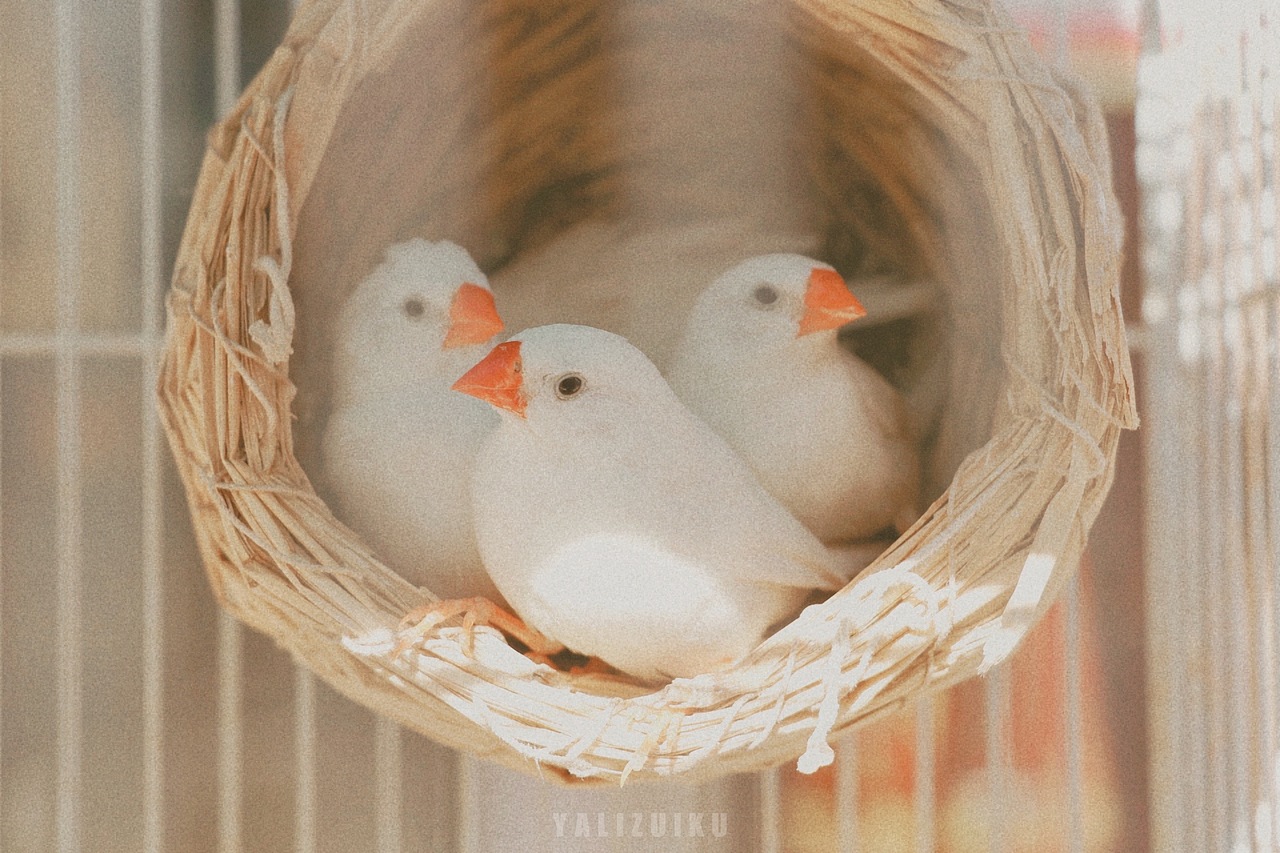 平淡且浪漫的灵魂.